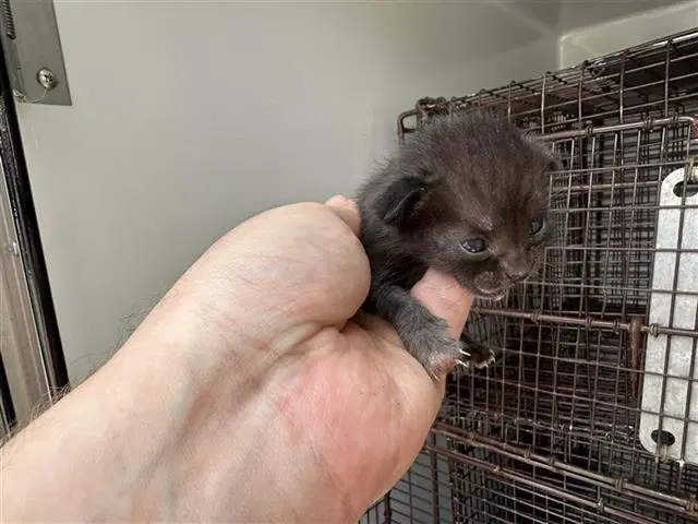 Unknown - Domestic Short Hair