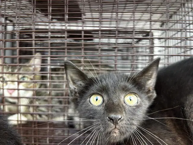 Unknown - Domestic Short Hair