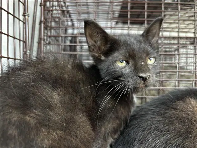 Unknown - Domestic Short Hair