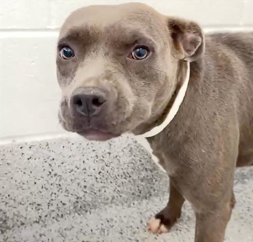 FRANCINE, a dog for adoption from Harris County Pets