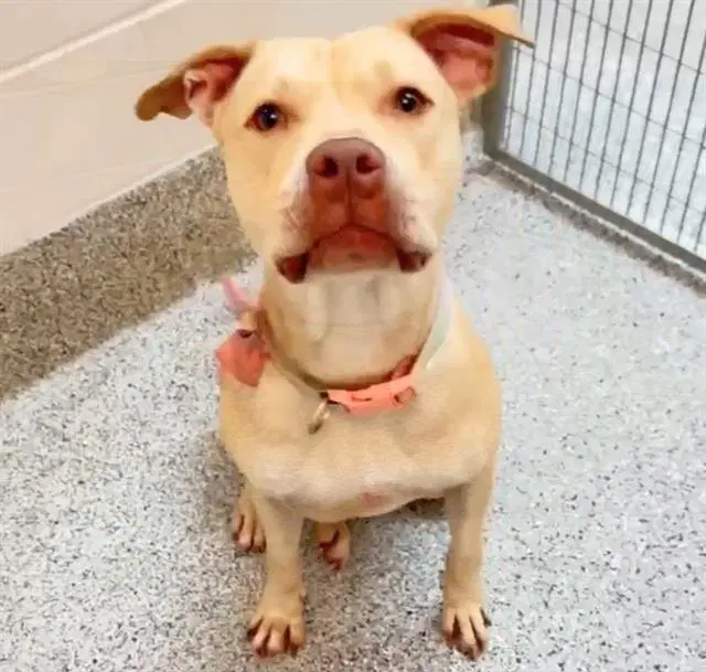 Ava - Pit Bull Terrier