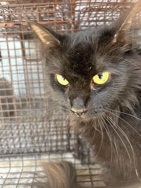 Unknown - Domestic Short Hair
