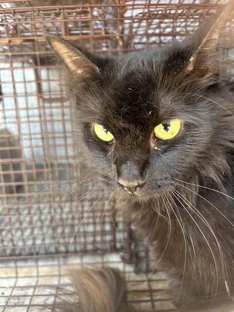 A659700, a cat for adoption from Harris County Pets
