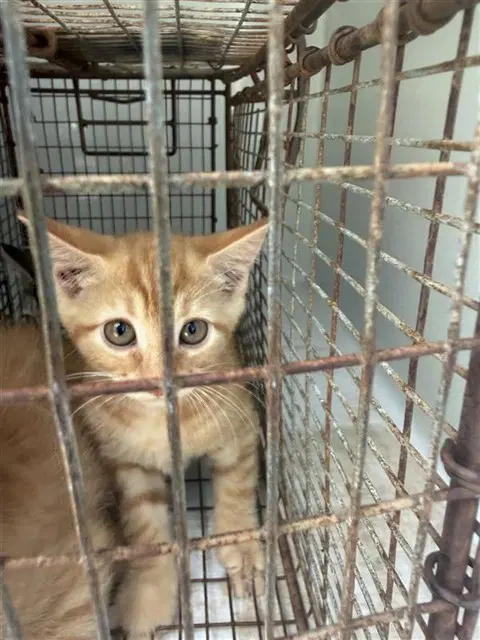 Unknown - Domestic Short Hair