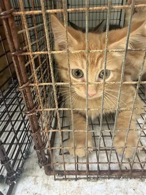 Unknown - Domestic Short Hair