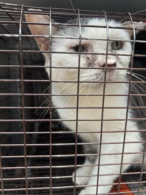 Unknown - Domestic Short Hair