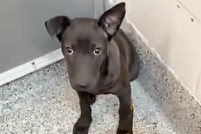 Unknown - Chihuahua