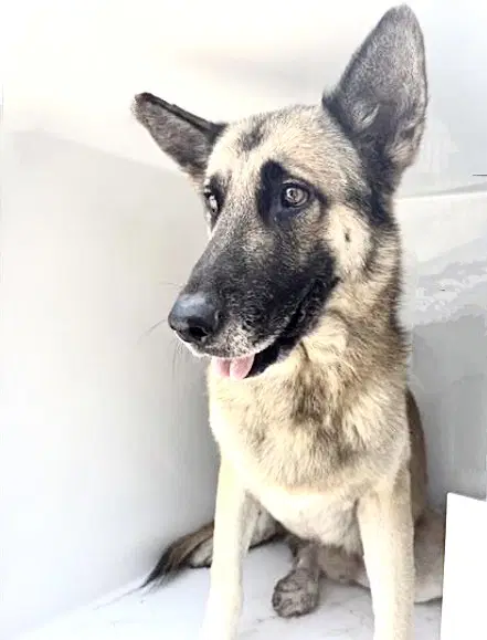 Big Dog - German Shepherd Dog