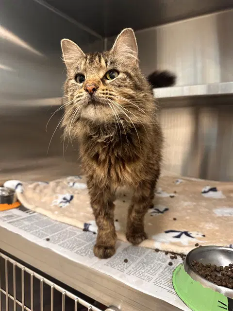 Unknown - Domestic Medium Hair