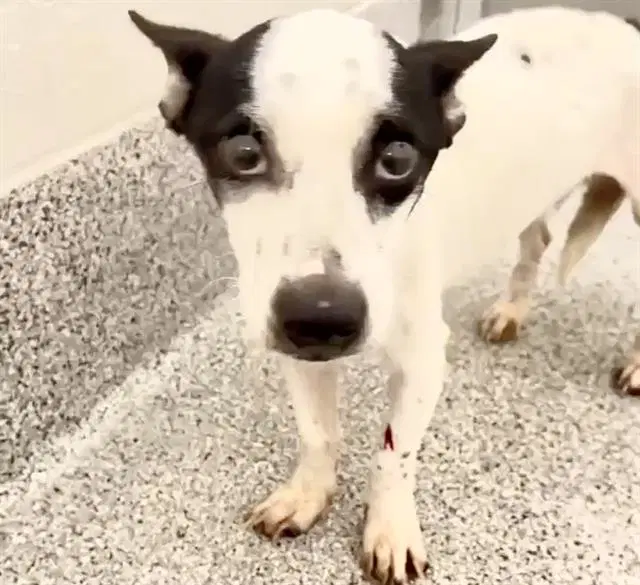 Unknown - Chihuahua