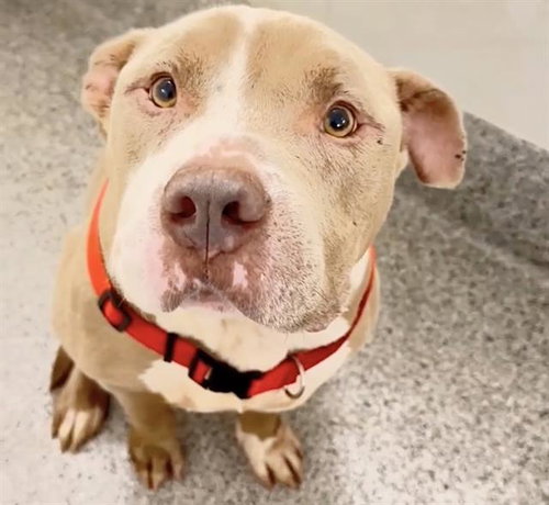 LUCA, a dog for adoption from Harris County Pets