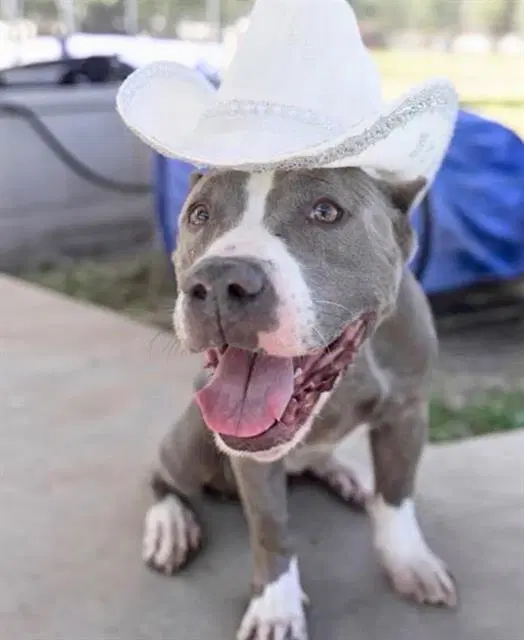 Amanda - Pit Bull Terrier