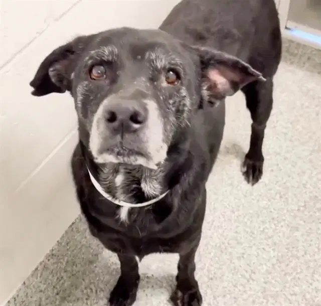 Unknown - Labrador Retriever
