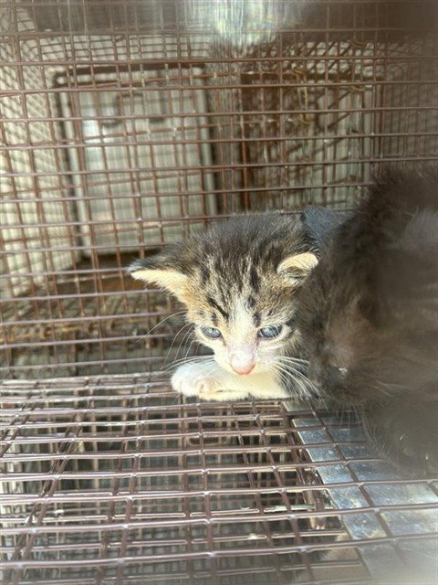 A660153, a cat for adoption from Harris County Pets