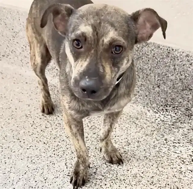 Unknown - Chihuahua