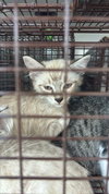 A660138 — Houston, TX Adoption