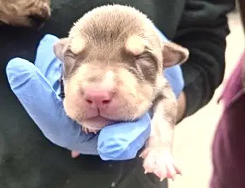 Unknown - Pit Bull Terrier