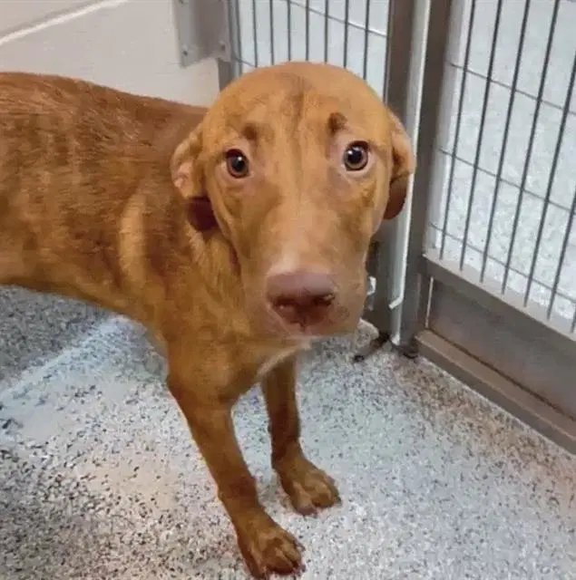 Unknown - Labrador Retriever