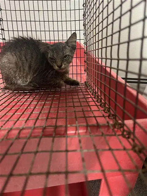 Unknown - Domestic Short Hair
