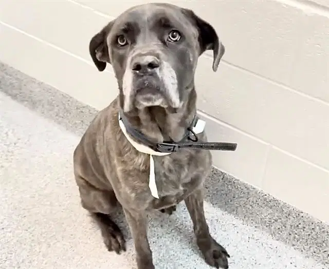 Unknown - Cane Corso Mastiff