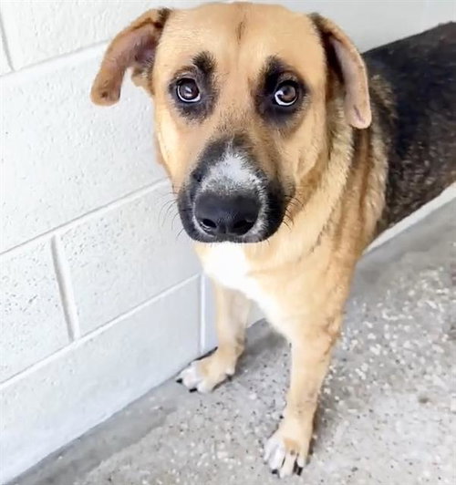 BERNIE, a dog for adoption from Harris County Pets