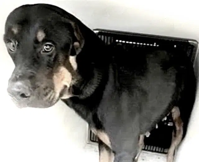 Unknown - Rottweiler