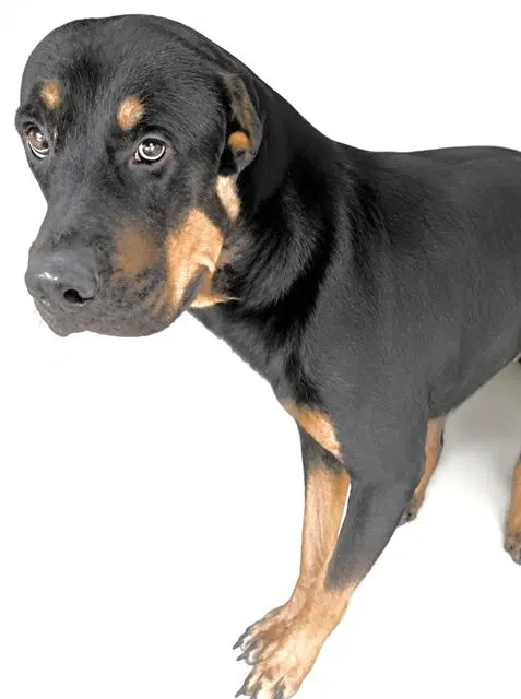 Unknown - Rottweiler