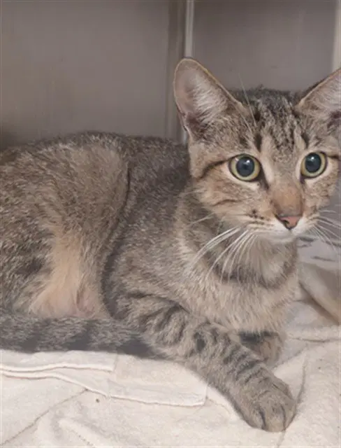 Unknown - Domestic Short Hair