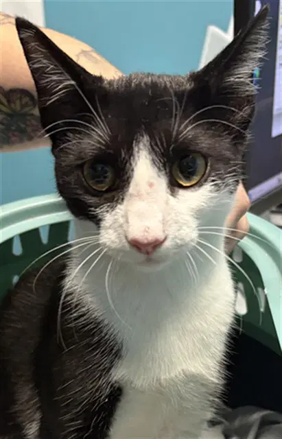 Sprinkle - Domestic Short Hair