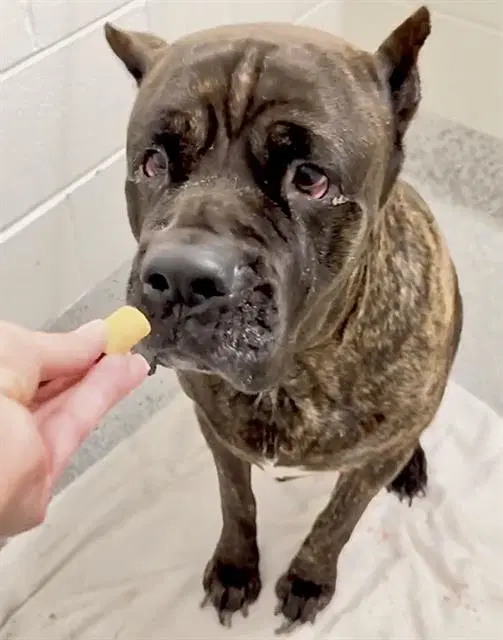 Oreo - Cane Corso Mastiff