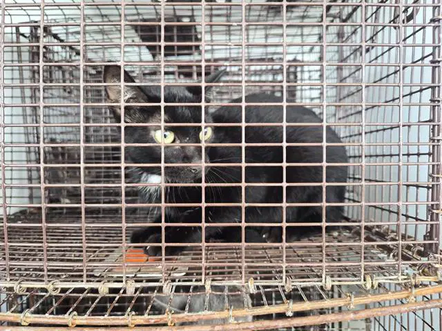 Unknown - Domestic Short Hair