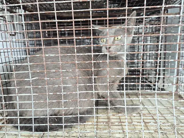 Unknown - Domestic Short Hair