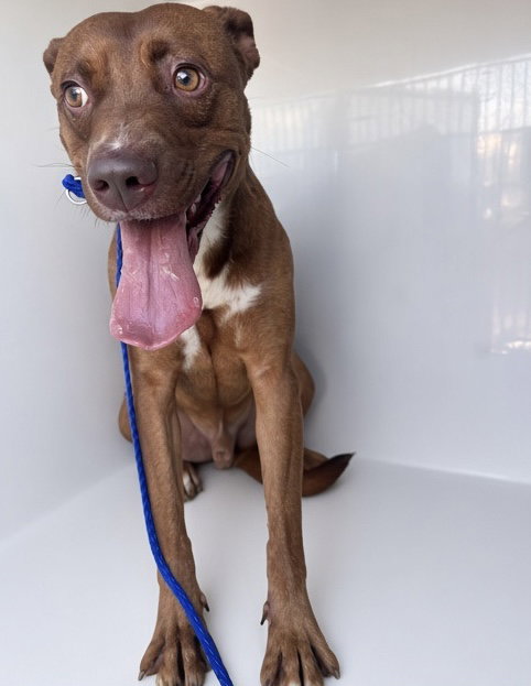 picture of the dog needing adoption
