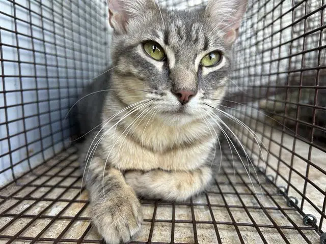 Gracie - Domestic Medium Hair