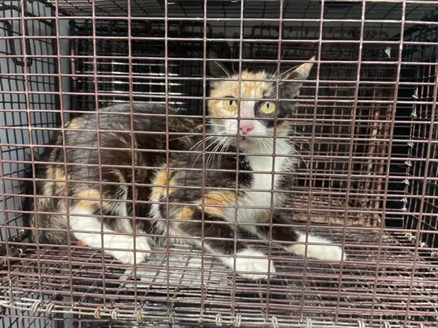 Unknown - Domestic Short Hair
