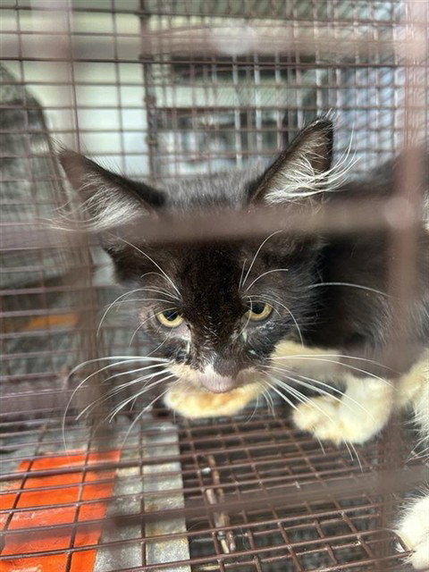 CATRINA, a cat for adoption from Harris County Pets