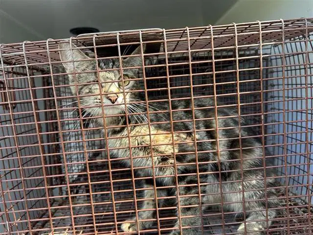 Unknown - Domestic Short Hair