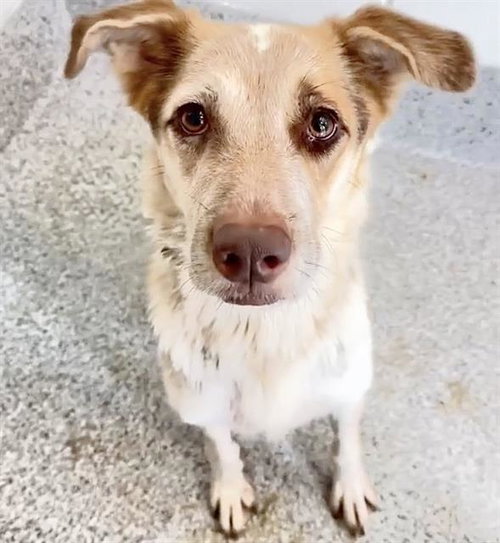 TALLULAH, a dog for adoption from Harris County Pets