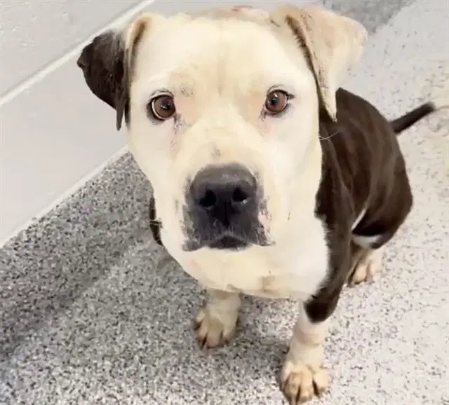 Missy - Pit Bull Terrier