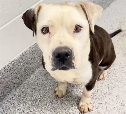 MISSY, a dog for adoption from Harris County Pets