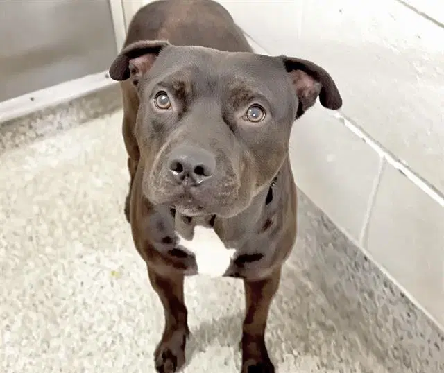 Koa - Staffordshire Bull Terrier