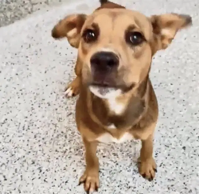 Unknown - Staffordshire Bull Terrier