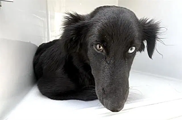 Unknown - Cocker Spaniel