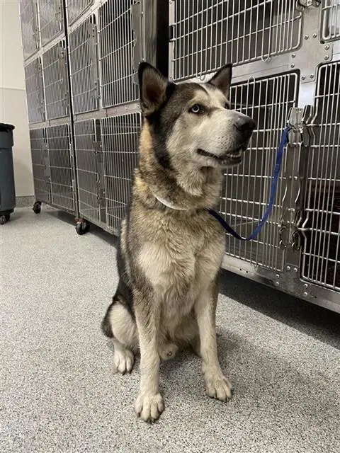 Unknown - Husky