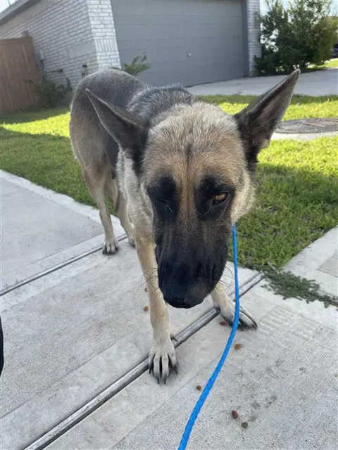 Unknown - German Shepherd Dog