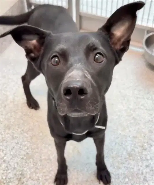 Kaley - Labrador Retriever