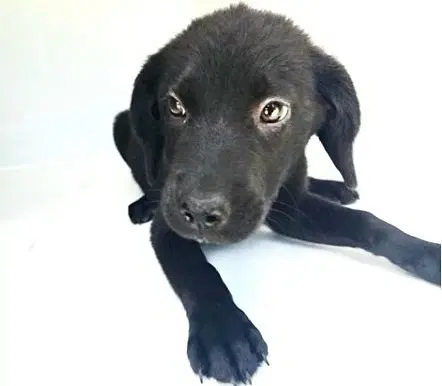 Unknown - Labrador Retriever
