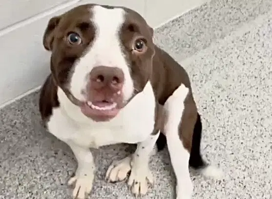 Rhino - Pit Bull Terrier