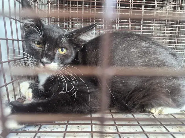 Unknown - Domestic Short Hair