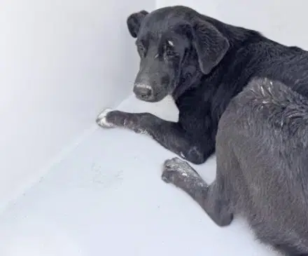 Unknown - Flat-coated Retriever